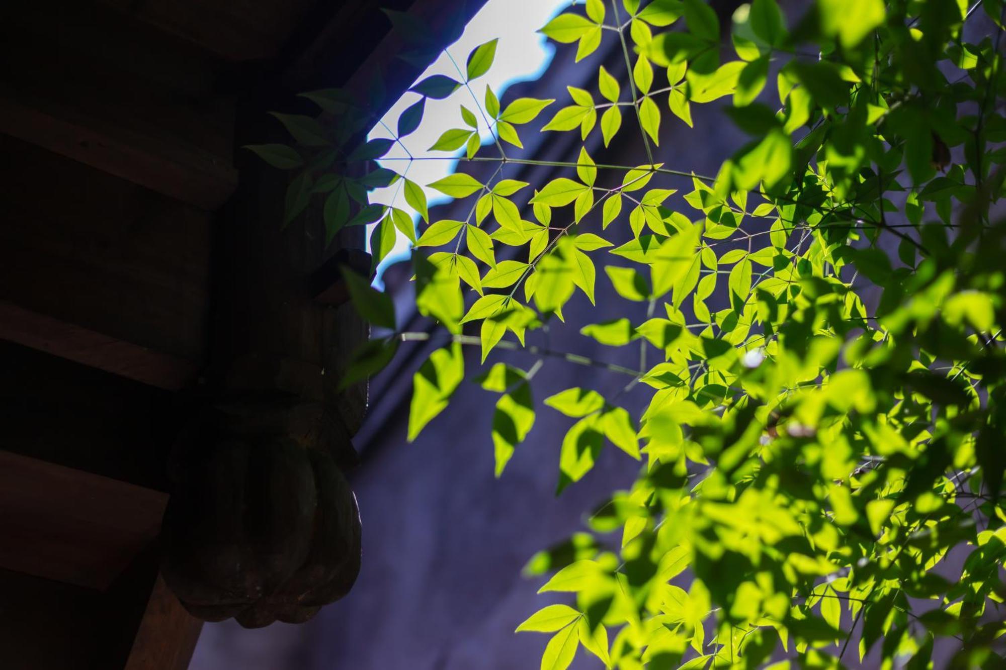 Butterfly Flowers Inn Zhangjiajie Exterior photo